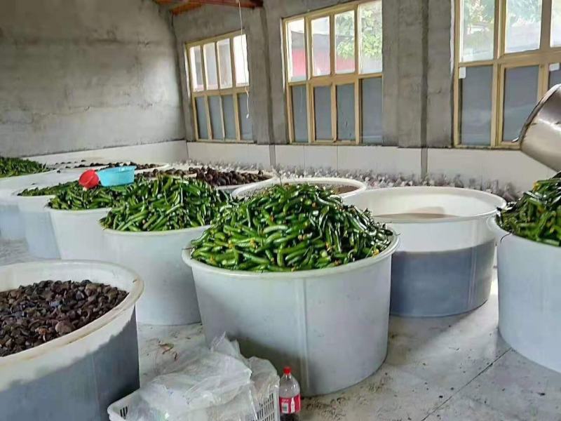 重庆塑料厂家大发酵桶批发全新牛筋料加厚水桶耐磨扛摔