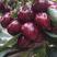 陕西大棚大樱桃大量上市，品种齐全，口感甜，耐运输。