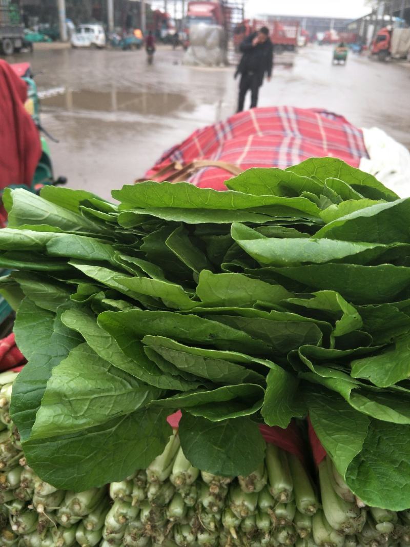 精品小白菜大量上市中，有要的抓紧联系了。