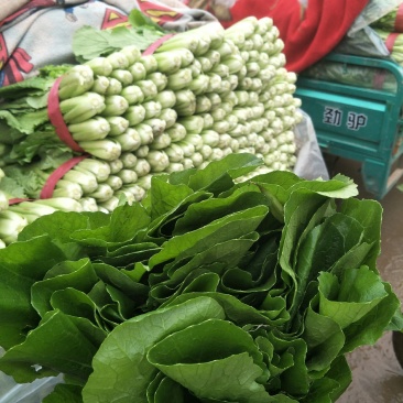 精品小白菜大量上市中，有要的抓紧联系了。