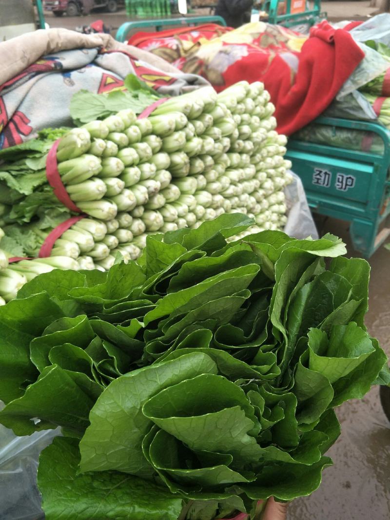 精品小白菜大量上市中，有要的抓紧联系了。