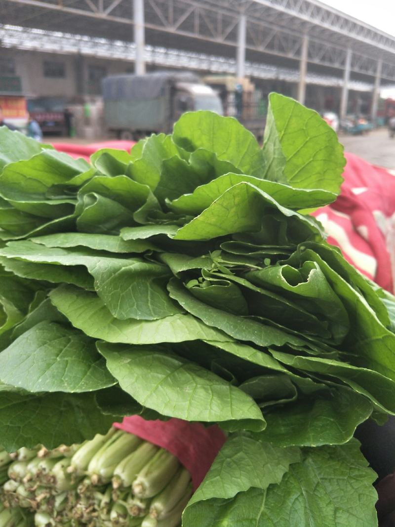 精品小白菜大量上市中，有要的抓紧联系了。