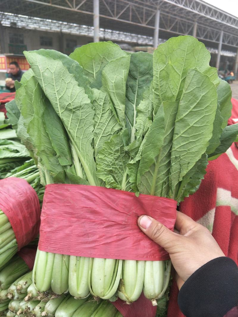 精品小白菜大量上市中，有要的抓紧联系了。
