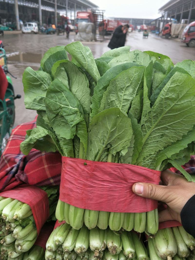 精品小白菜大量上市中，有要的抓紧联系了。