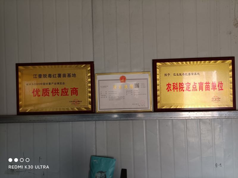供应河南农科院脱毒红薯苗美国9408，高产型，基地直供
