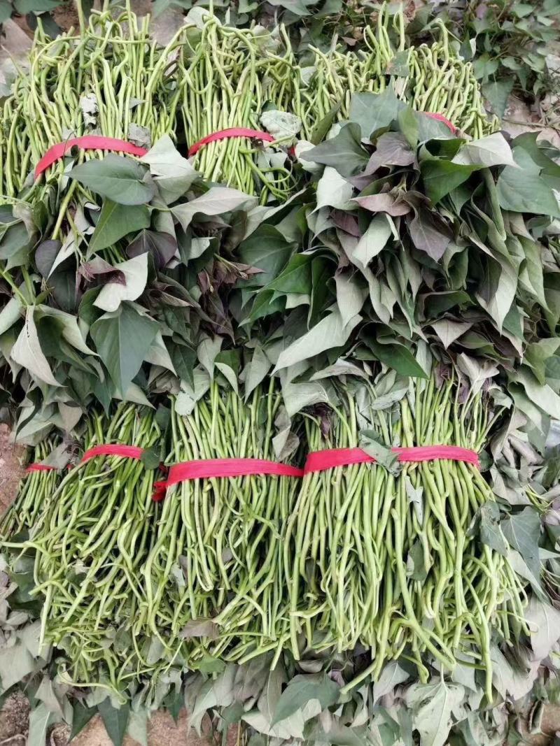 供应河南农科院脱毒红薯苗美国9408，高产型，基地直供