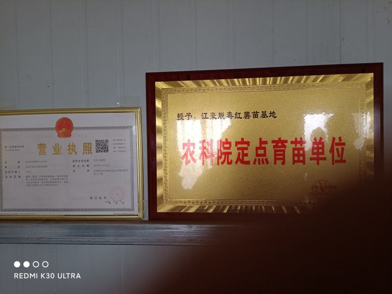 供应蜜薯脱毒红薯苗，口感好，产量高，基地直供。