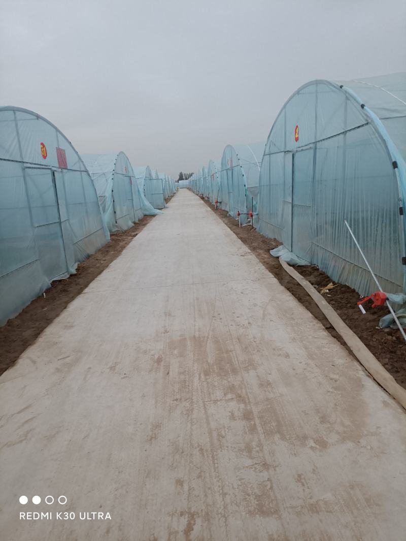 供应开封脱毒红薯苗中华淀粉王一号批发价格基地直供