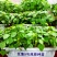 供应开封脱毒红薯苗中华淀粉王一号批发价格基地直供