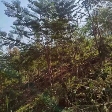 凤凰木/装车价150