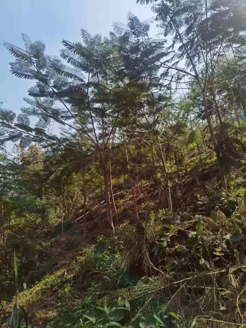 凤凰木/装车价150