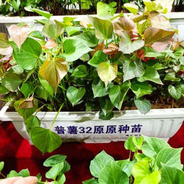 供应开封农科院脱毒红薯苗，高淀粉豫薯868.基地直供，