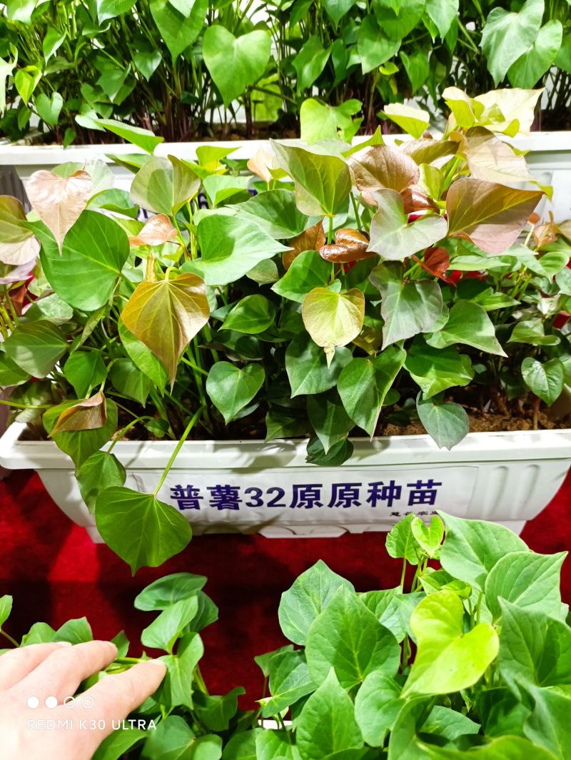 供应开封农科院脱毒红薯苗，高淀粉豫薯868.基地直供，