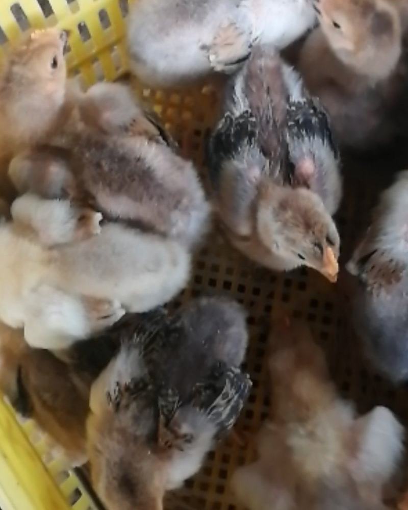 鸡苗，大种k9脱温鸡苗，品种保证，疫苗齐全。