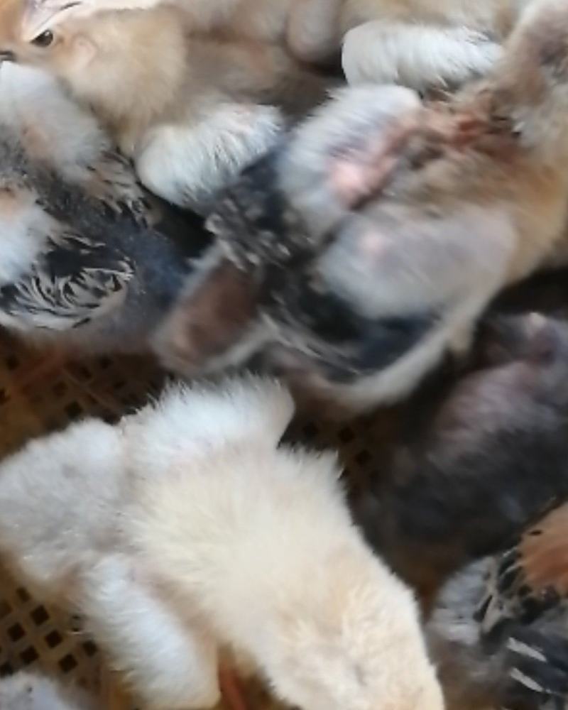 鸡苗，大种k9脱温鸡苗，品种保证，疫苗齐全。