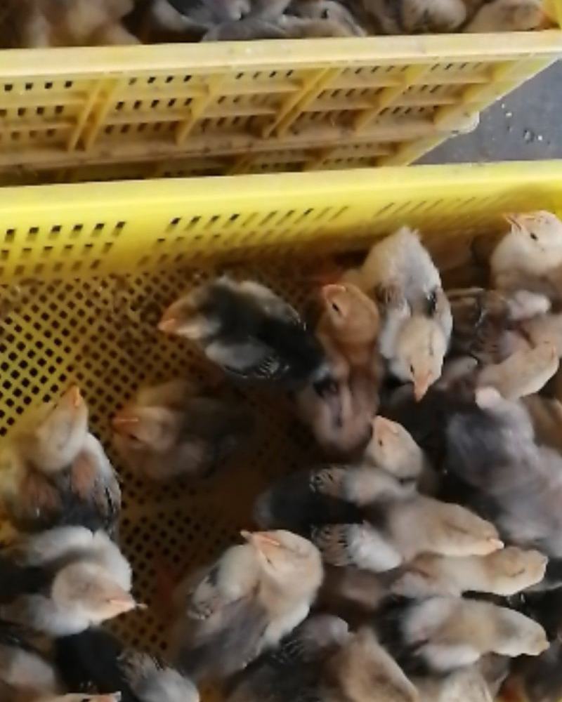 鸡苗，大种k9脱温鸡苗，品种保证，疫苗齐全。