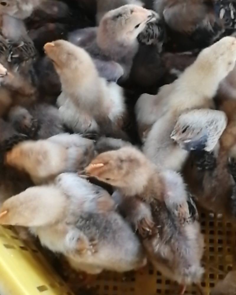 鸡苗，大种k9脱温鸡苗，品种保证，疫苗齐全。