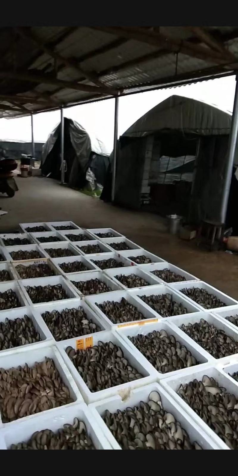 杨林寨平菇/品牌产品/优质低价/10斤1箱/基地现摘直供