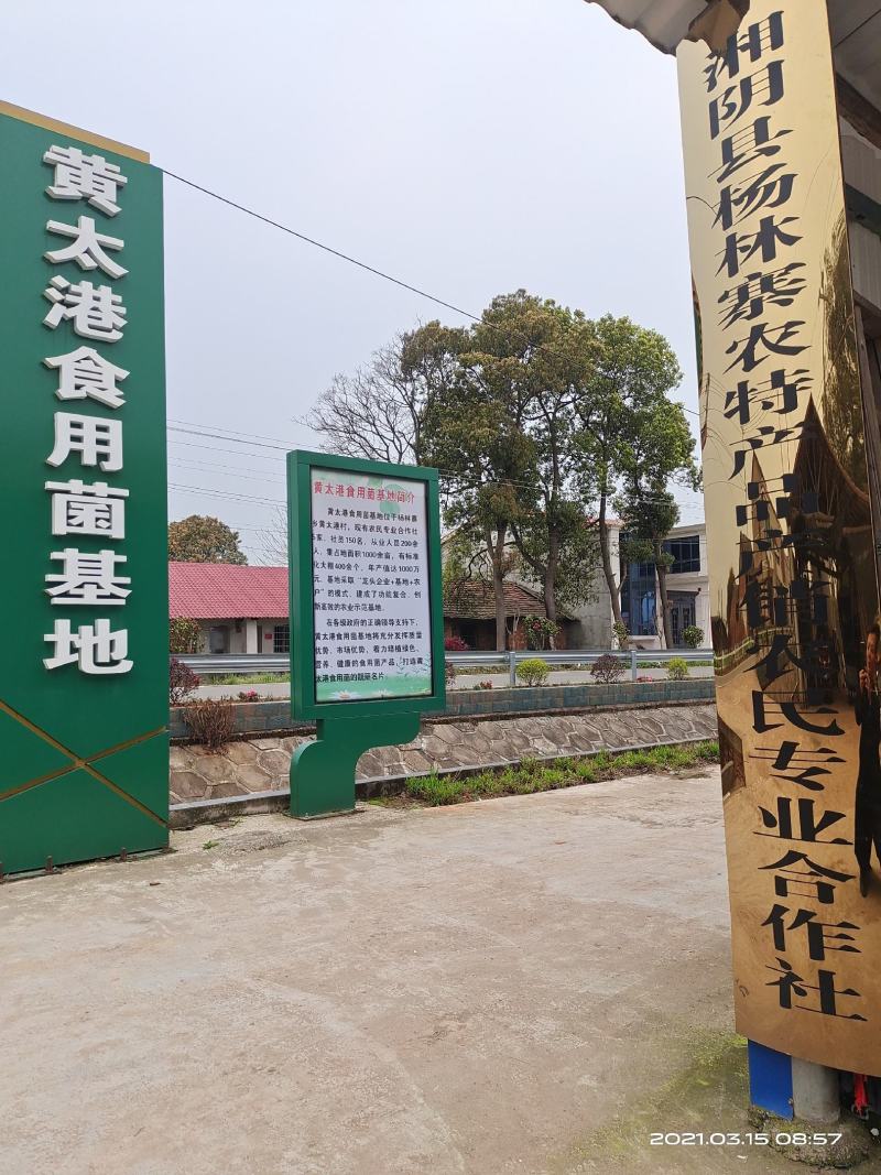 杨林寨平菇/品牌产品/优质低价/10斤1箱/基地现摘直供