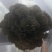 工厂化种植新鲜的灰树花（舞茸），有机种植，常年供货