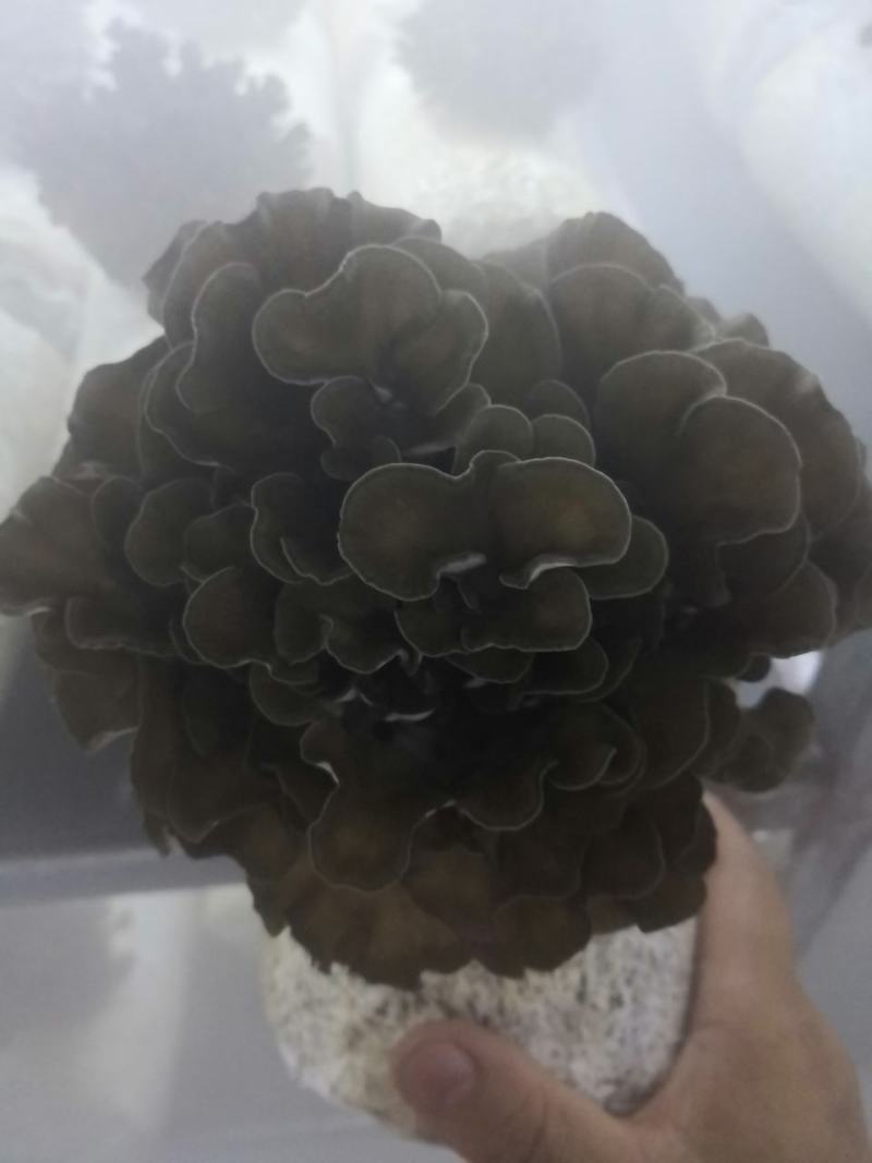 工厂化种植新鲜的灰树花（舞茸），有机种植，常年供货