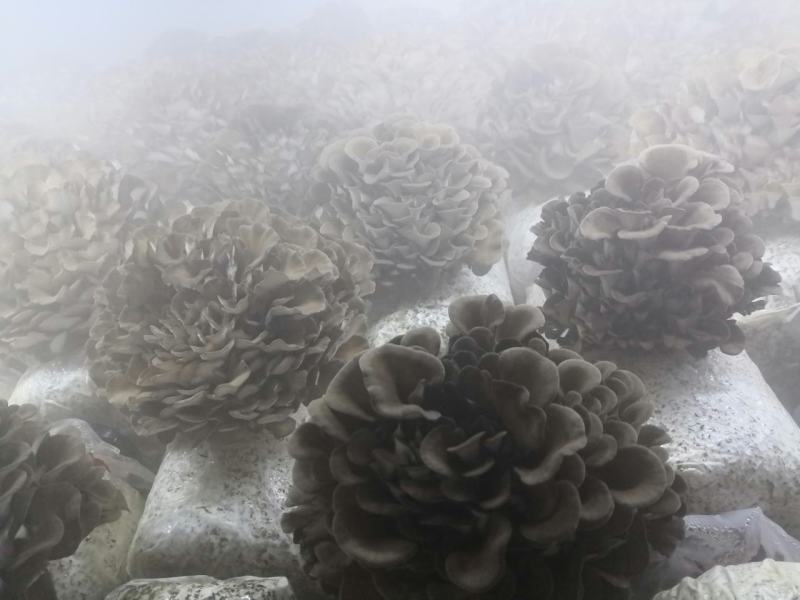 工厂化种植新鲜的灰树花（舞茸），有机种植，常年供货