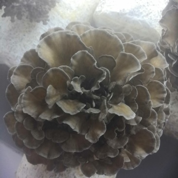 工厂化种植新鲜的灰树花（舞茸），有机种植，常年供货