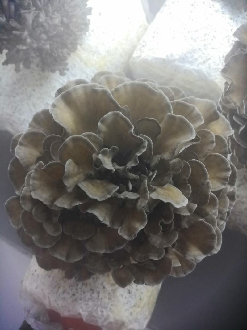 工厂化种植新鲜的灰树花（舞茸），有机种植，常年供货