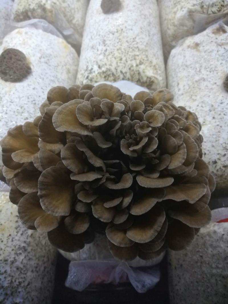 工厂化种植新鲜的灰树花（舞茸），有机种植，常年供货