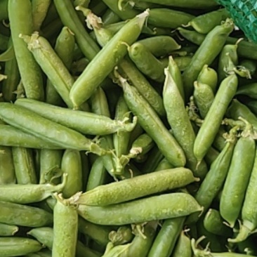 新鲜豌豆，现已大量上市