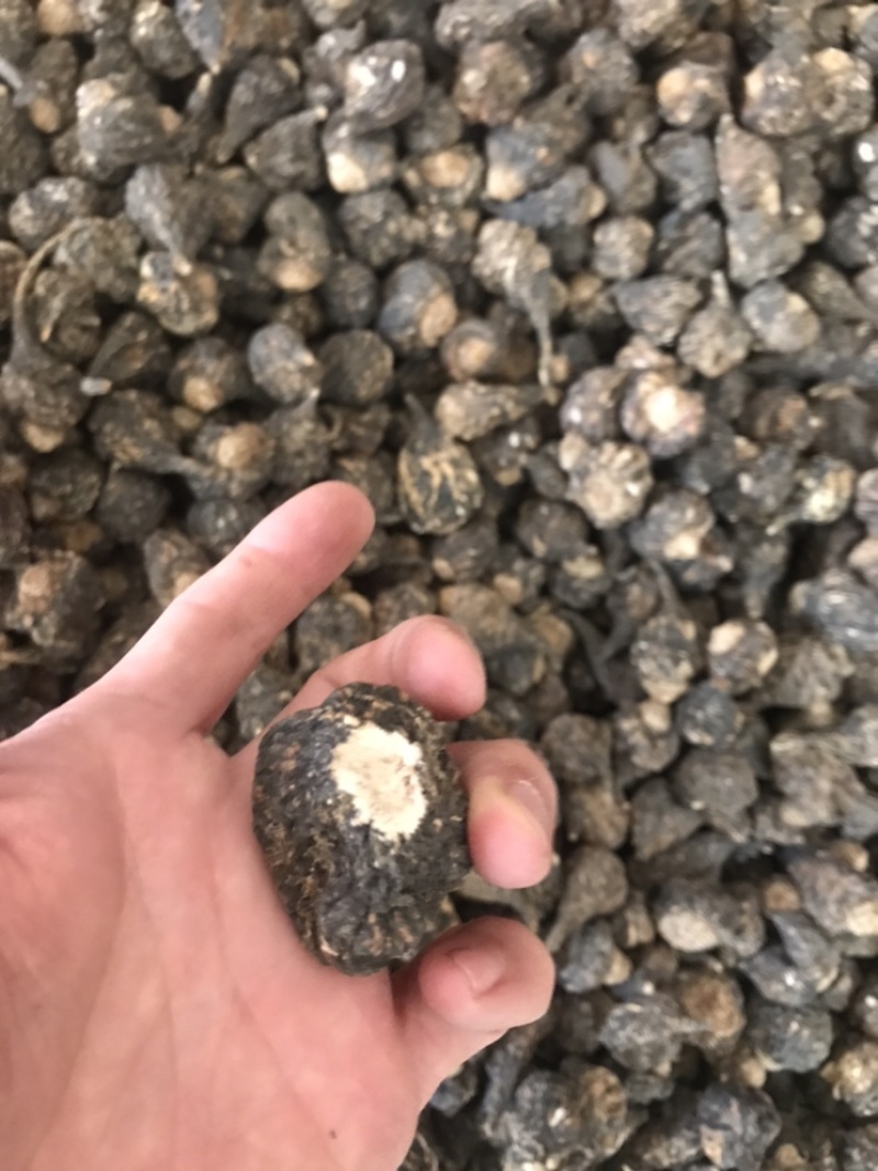 产地直发丽江黑玛咖玛卡干果干片人工挑选免费帮忙磨粉1斤起