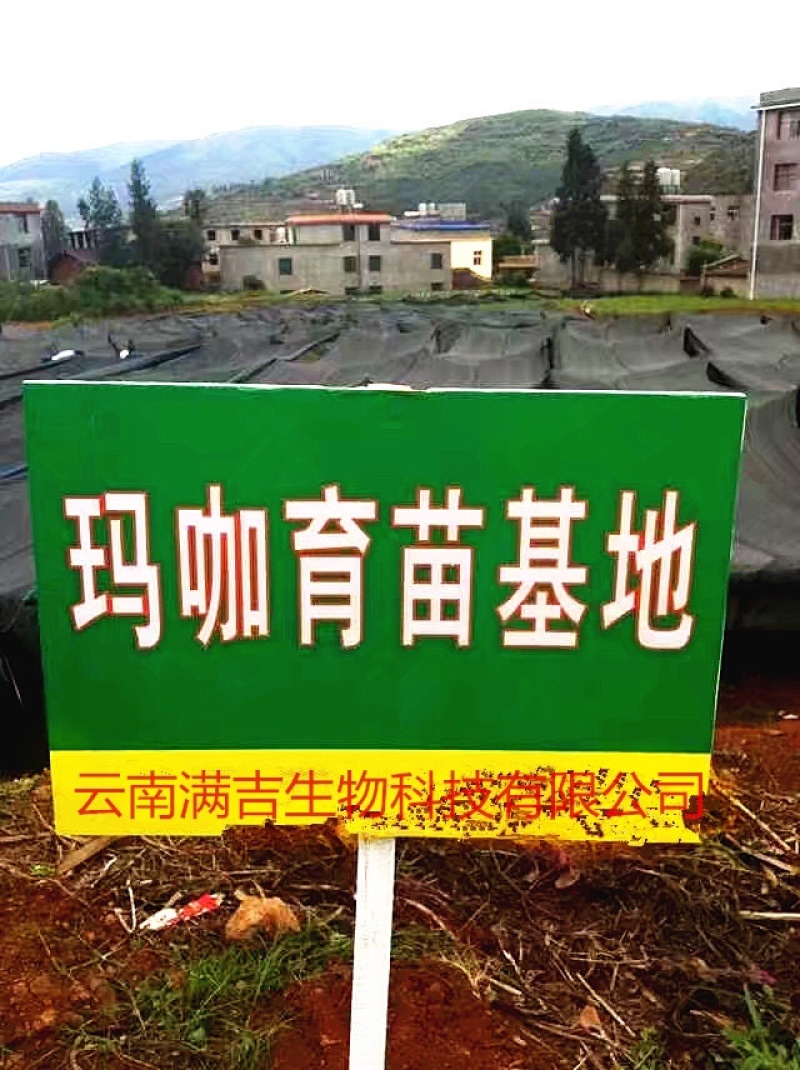 产地直发丽江黑玛咖玛卡干果干片人工挑选免费帮忙磨粉1斤起