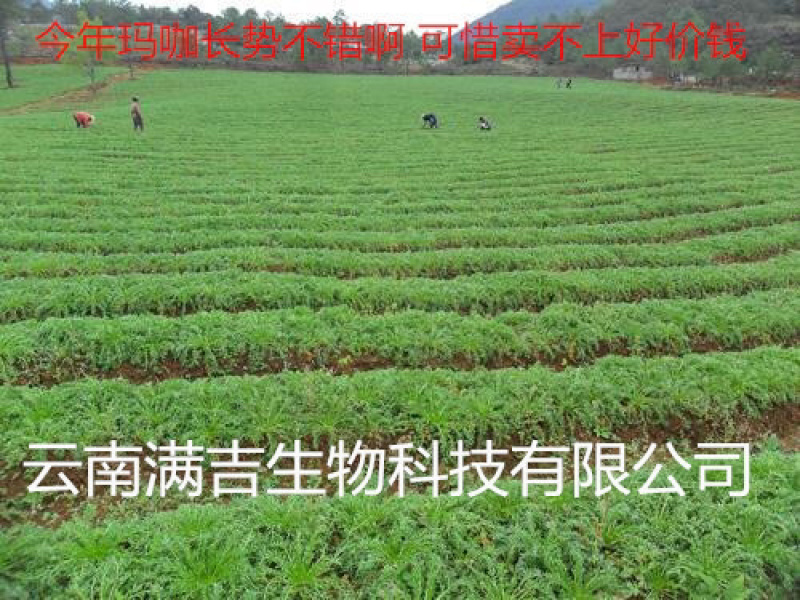 产地直发丽江黑玛咖玛卡干果干片人工挑选免费帮忙磨粉1斤起
