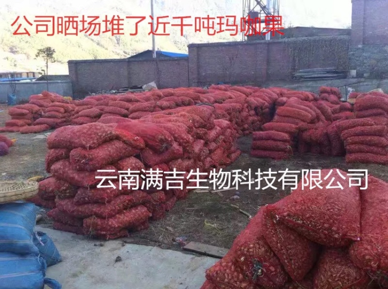 产地直发丽江黑玛咖玛卡干果干片人工挑选免费帮忙磨粉1斤起