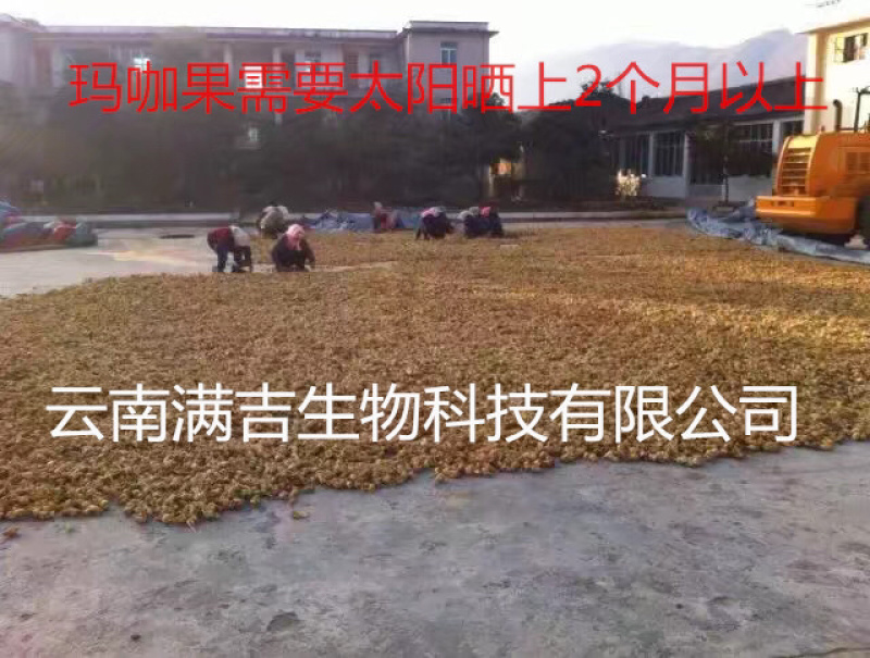 产地直发丽江黑玛咖玛卡干果干片人工挑选免费帮忙磨粉1斤起