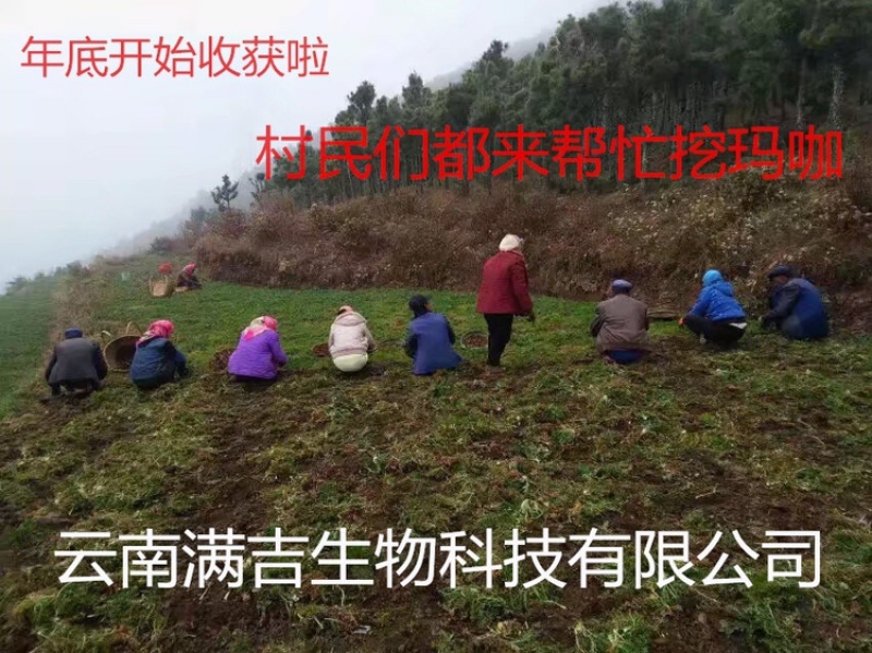 产地直发丽江黑玛咖玛卡干果干片人工挑选免费帮忙磨粉1斤起