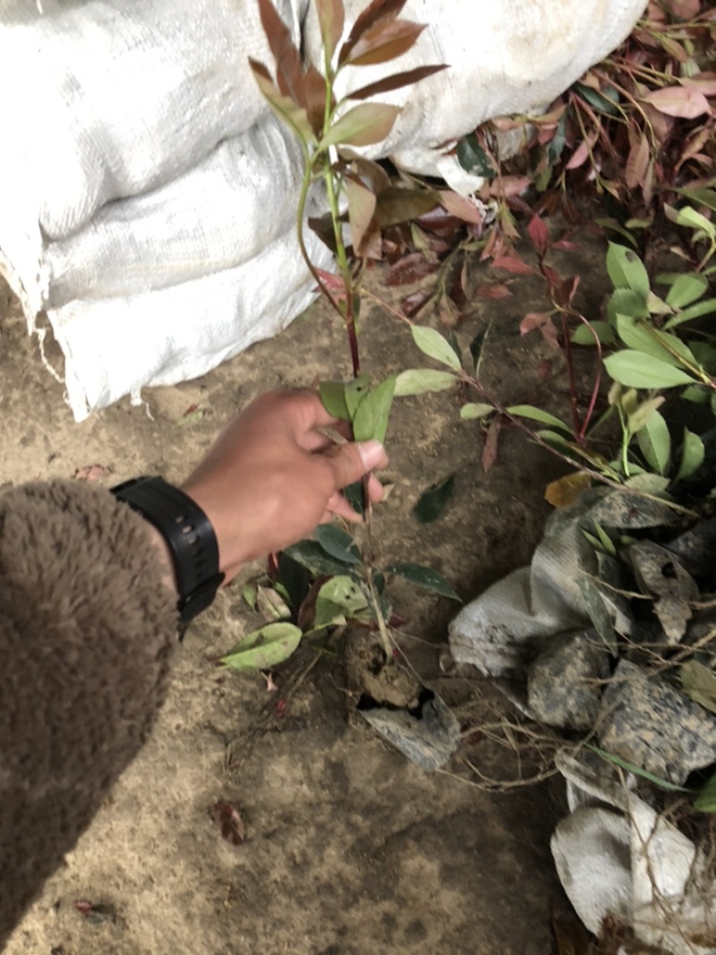 红叶石楠大量现货量大优惠