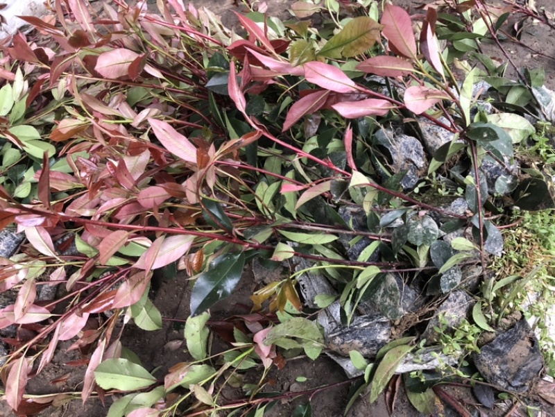 红叶石楠大量现货量大优惠