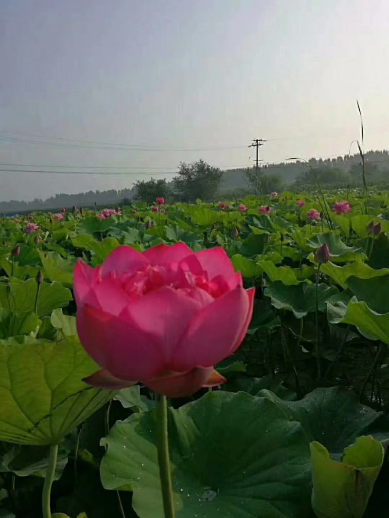 雄安新区白洋淀水生植物