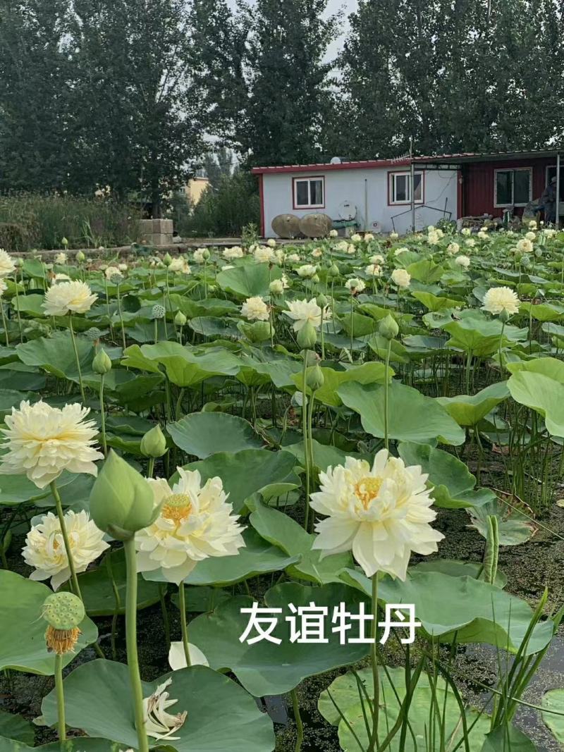 雄安新区白洋淀水生植物