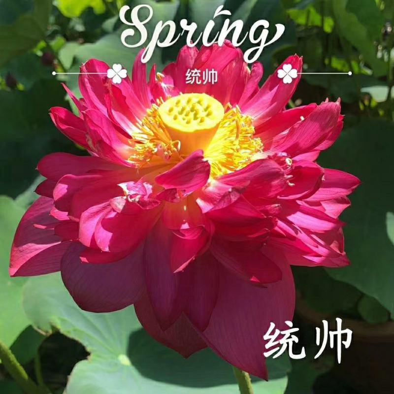 雄安新区白洋淀水生植物
