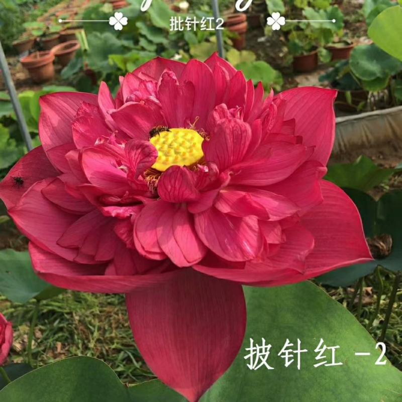 雄安新区白洋淀水生植物