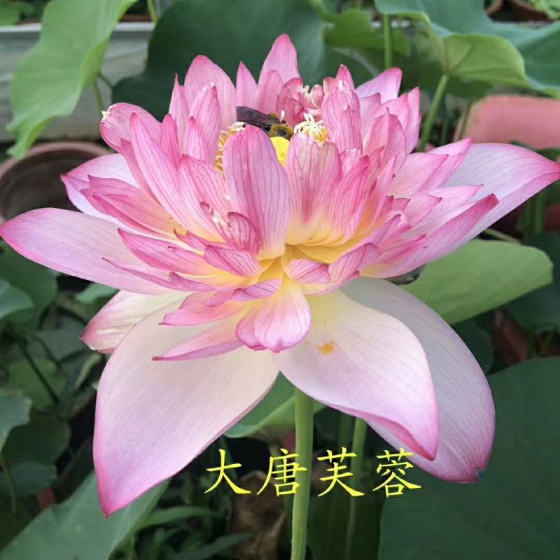 雄安新区白洋淀水生植物