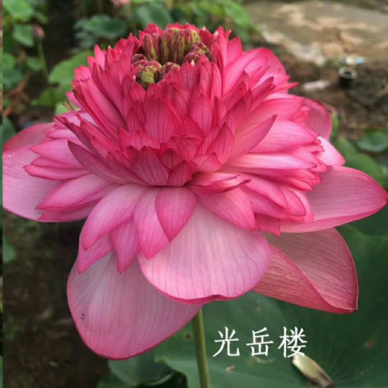 雄安新区白洋淀水生植物
