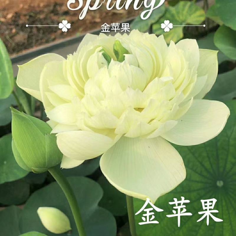 雄安新区白洋淀水生植物