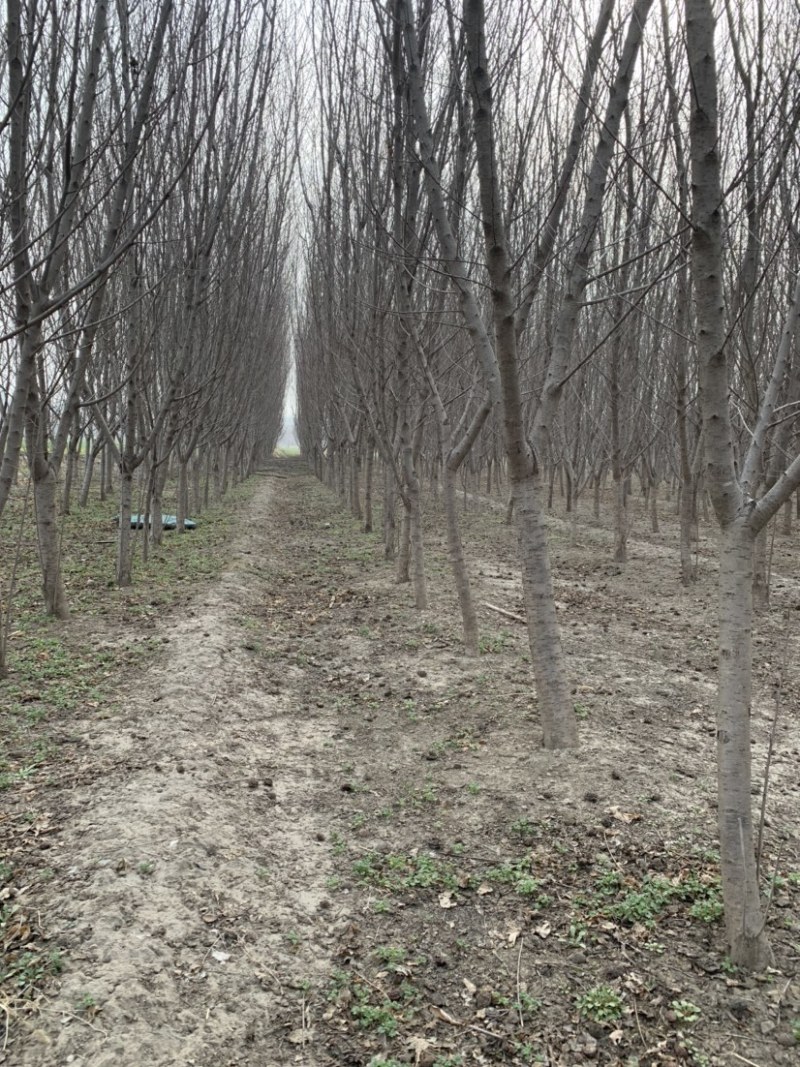 出售大量优质毛桃占地桃树成品桃树