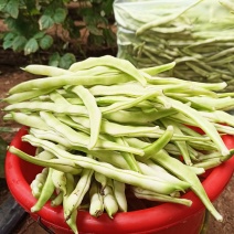 山东莒县芸豆九粒白芸豆精品芸豆