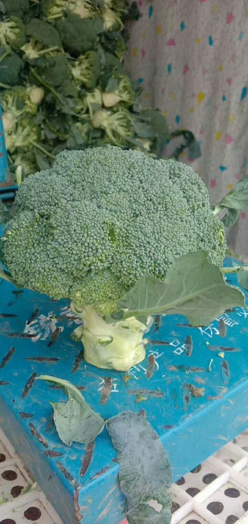 河北邯郸精品西兰花产地直供/批发代发全国