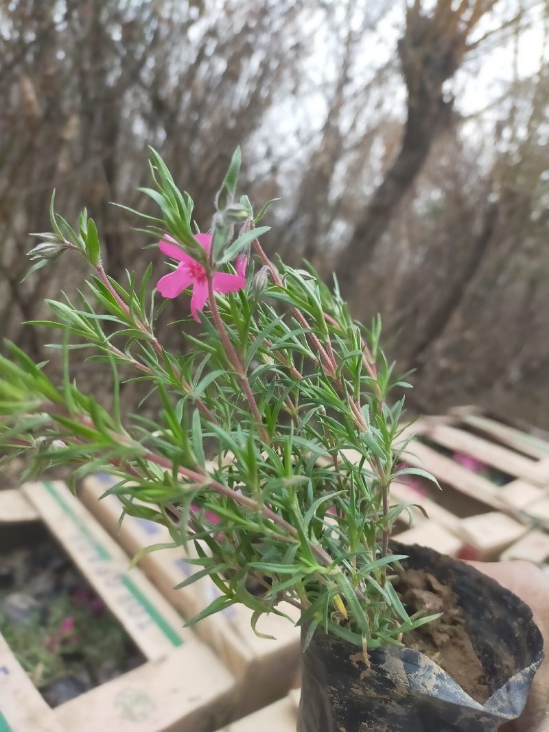 福禄考千亩基地直销价格优惠