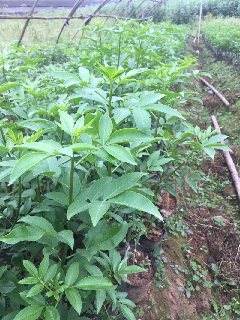 花椒苗，藤椒无刺嫁接杯苗